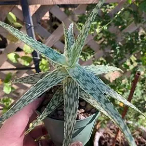 Aloe Guido 1g Aloe Guido 1g