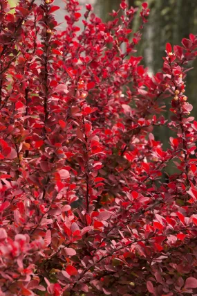 Barberry Shrub Orange Rocket 3g Barberry Shrub Orange Rocket 3g
