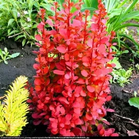 Barberry Shrub Sunjoy Orange Pillar 1g Barberry Shrub Sunjoy Orange Pillar 1g