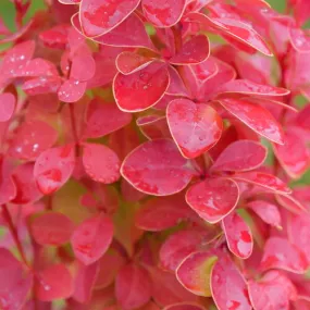 Barberry Shrub Sunjoy Orange Pillar 2g Barberry Shrub Sunjoy Orange Pillar 2g