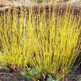 Cornus sericea Flaviramea Cornus sericea Flaviramea