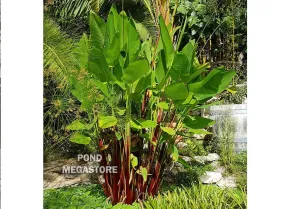 Red Stem Thalia <br> Very Fast growing / Tall! <br> THIS SHIPS IN SPRING & SUMMER Red Stem Thalia <br> Very Fast growing / Tall! <br> THIS SHIPS IN SPRING & SUMMER