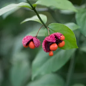 Strawberry Bush - Euonymus americanus Strawberry Bush - Euonymus americanus