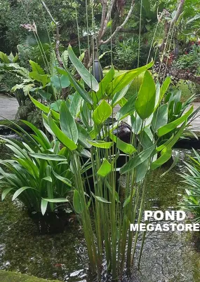 Thalia Dealbata <br> The PERFECT HARDY POND PLANT <Br> Our Favorite for so many reasons! Thalia Dealbata <br> The PERFECT HARDY POND PLANT <Br> Our Favorite for so many reasons!